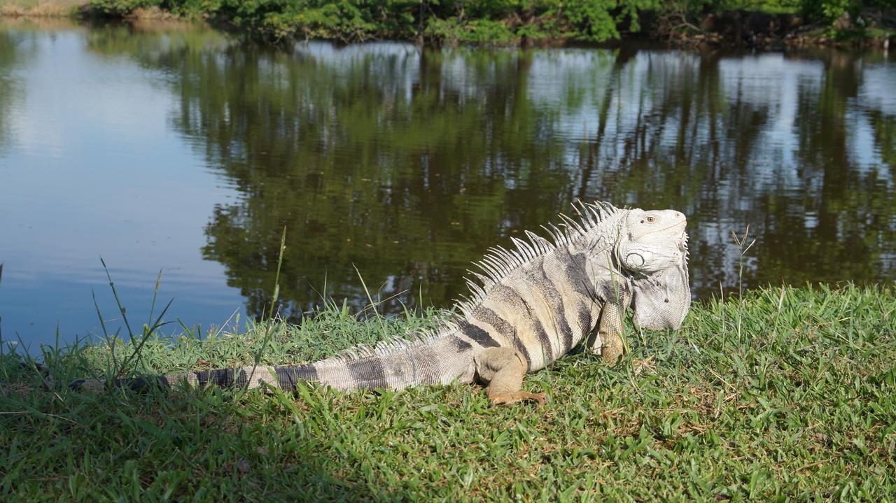 Отель Club Campestre De Neiva Нейва Экстерьер фото